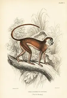 Lizars: Patas monkey, Erythrocebus patas