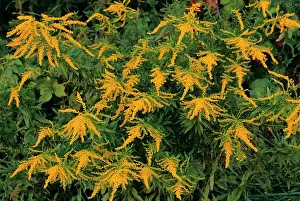 Prairies: Patch of Blooming Goldenrod