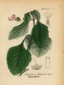 Aroma: Patchouli, Pogostemon cablin