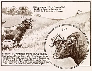 Bash: Patent - Horn Buffers for Cattle 1921