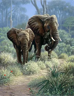 Path of Generations " two elephants