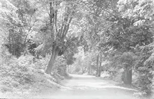 Pathway: Pathway Through Box Hill