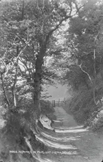 Pathway: Pathway in Fairlight Glen
