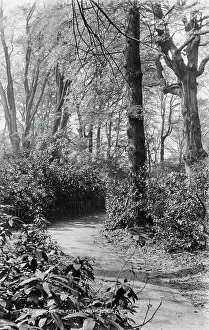 Imagine: Pathway in Kenwood Woods