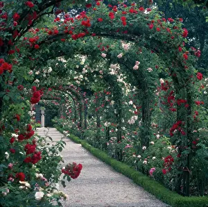 Perdereau: Pathway with red & white rose covered arches