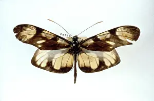 1825 1892: Patia orise