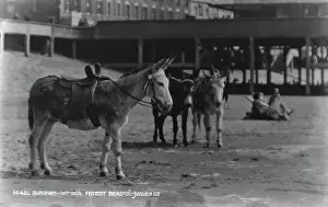 Donkeys: Patient Beasts at Burnham-on-Sea