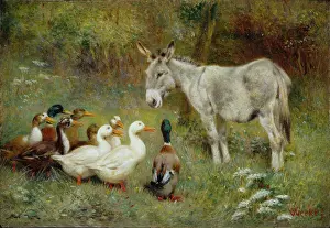 Mallards: The Patient and Quacks – donkey & ducks