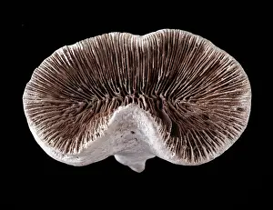 Palaeogene: Pattalophyllia sp. coral