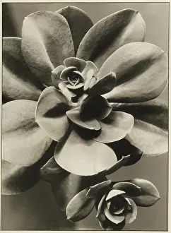 Echeveria: Paul Wolff. Plant Study 'Echeverie;