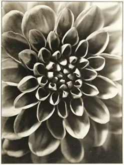 Variabilis: Paul Wolff. Plant study. ' Georgine;