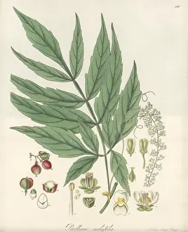 William Blackwood: Paullinia meliifolia