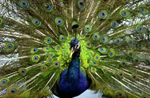 Galliformes: Pavo cristalus, peacock