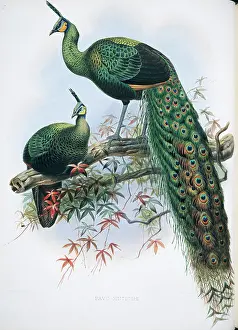 Giraud: Pavo muticus, green peafowl