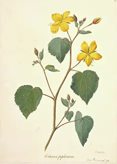 Hibiscus: Pavonia papilionacea