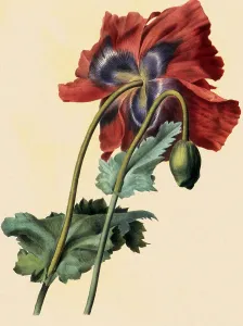Opium: Pavot, Papaver somniferum