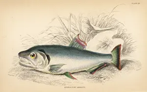 Schomburgk: Payara, Hydrolycus armatus