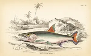 Schomburgk: Payara, Hydrolycus armatus