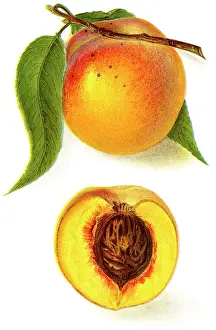 Sliced: payne peach - fruit - food