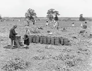 Frumpy: PEA PICKERS