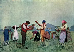 Expansive: The Pea-Pickers