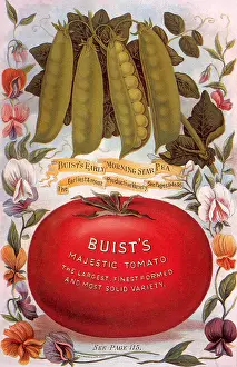 Pods: Pea pods-Red Tomato