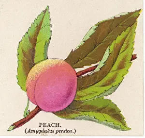 Amygdalus: A PEACH