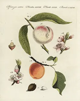 Apricot: Peach and apricot