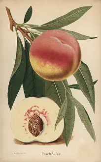 Macfarlane: Peach a Bec, Prunus persica cultivar