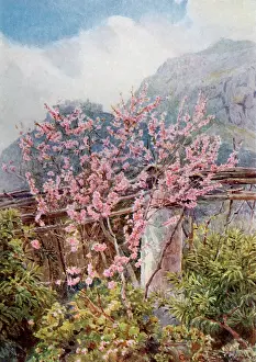 Peaches: Peach Blossom, Italy