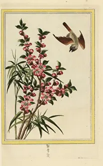 Persica: Peach blossom, Prunus persica