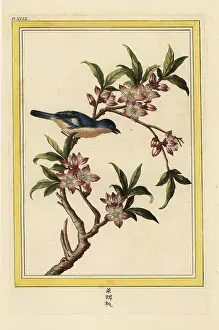 Persica: Peach blossom, Prunus persica