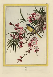 Persica: Peach blossom, Prunus persica