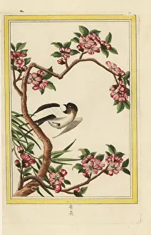 Chinoiserie: Peach blossom, Prunus persica