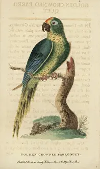 Aurea: Peach-fronted parakeet, Aratinga aurea