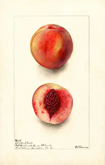 Halves: peach - fruit - food nutrition