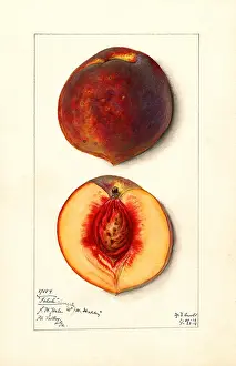 Halves: peach - fruit - food nutrition