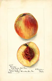Halves: peach - fruit - food nutrition