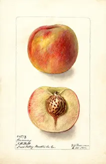 Halves: peach - fruit - food nutrition