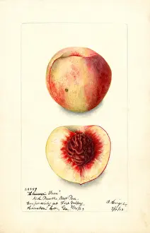 Halves: peach - fruit - food nutrition