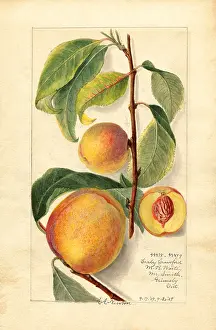 Halves: peach - fruit - food nutrition