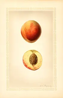 Halves: peach - fruit - food nutrition
