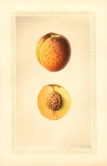 Halves: peach - fruit - food nutrition