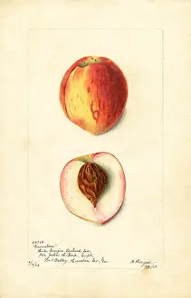 Halves: peach - fruit - food nutrition