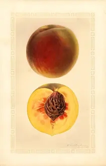 Halves: peach - fruit - food nutrition