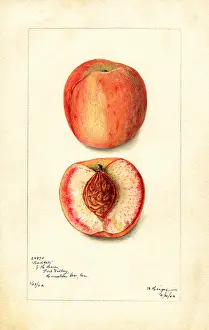 Halves: peach - fruit - food nutrition