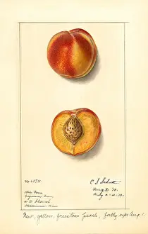Halves: peach - fruit - food nutrition
