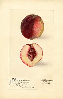 Halves: peach - fruit - food nutrition