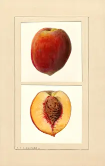 Halves: peach - fruit - food nutrition