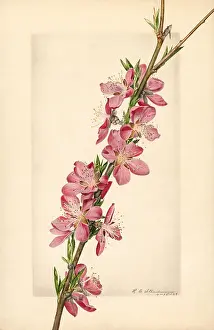 Persica: peach - fruit - food nutrition